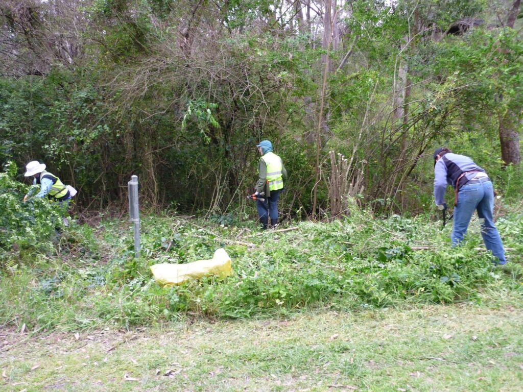 Group weeding, cleared area in foreground.