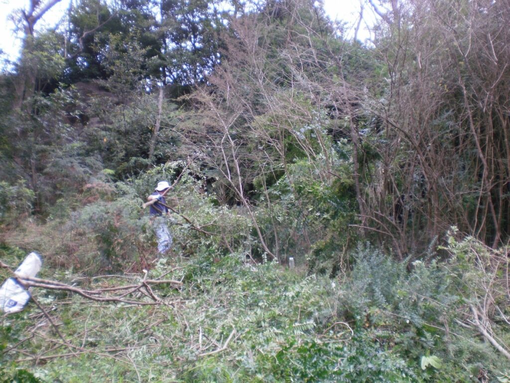 Volunteer in thick weedy bush.