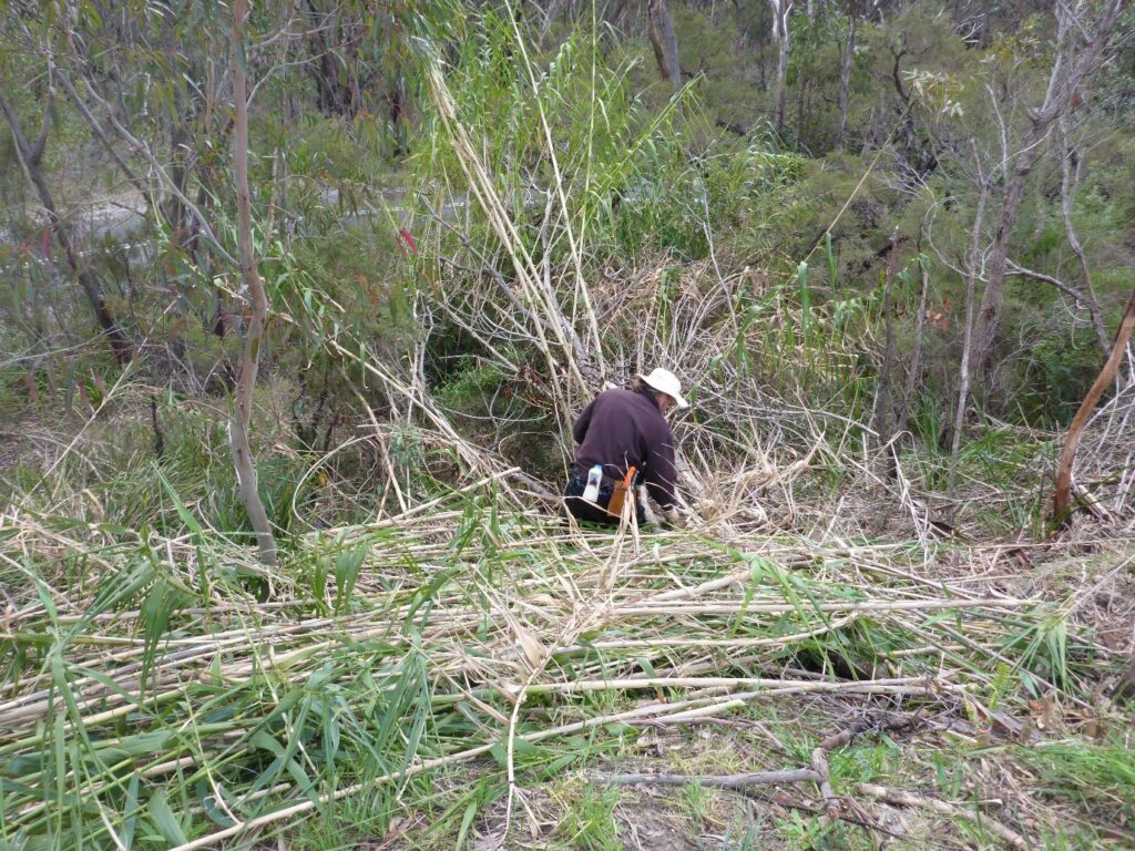 Volunteer with felled reed pile.