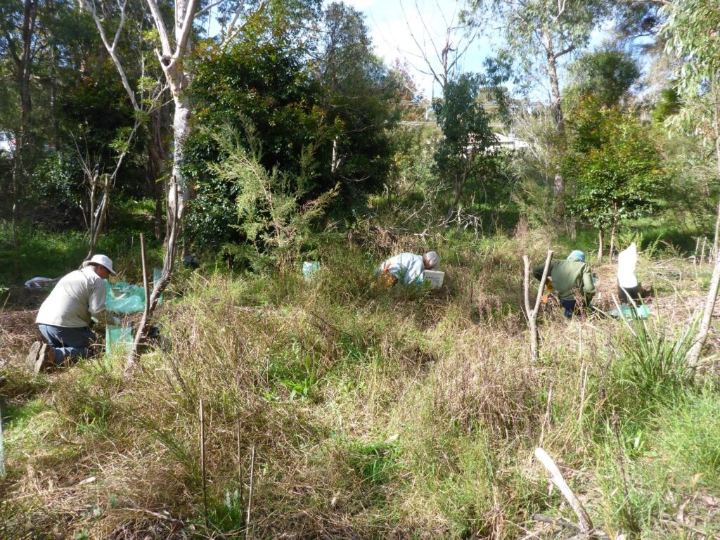 Group kneeling in bushland, planting.