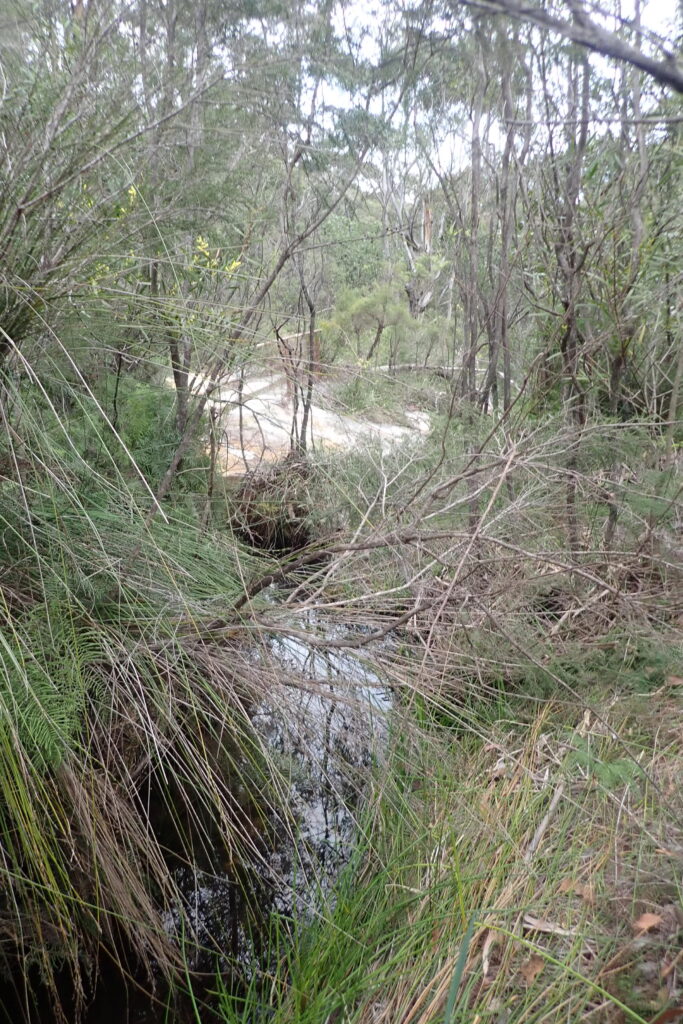 Water in creek with overhanging grasses.