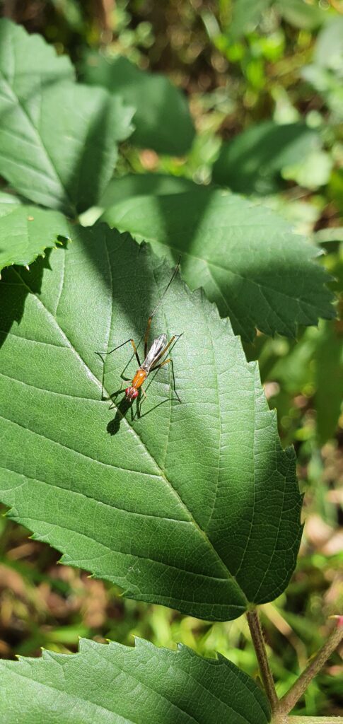 Orange bodied wasp on wide green serrated edge leaf.